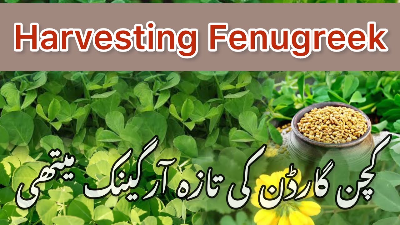 Fenugreek Harvesting from Kitchen Garden Ghar ki fresh organic methi