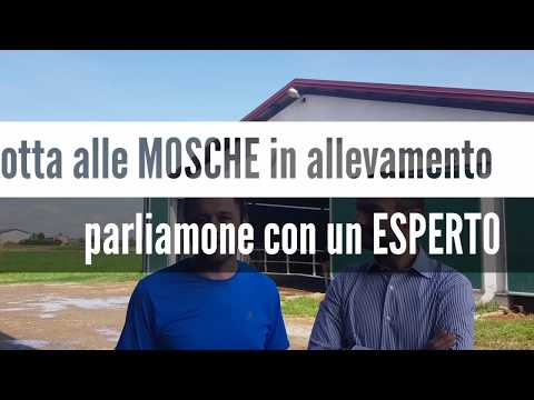 Video: Infestazione Di Mosche Bot Nei Furetti