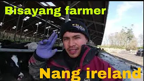 Bisayang pinoy dairy farmer nang ireland #vlog3