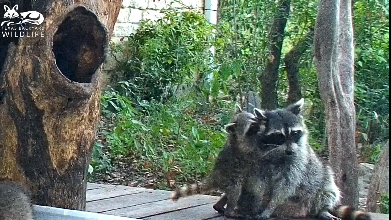 The most patient mama raccoon in the world with the most rambunctious kit