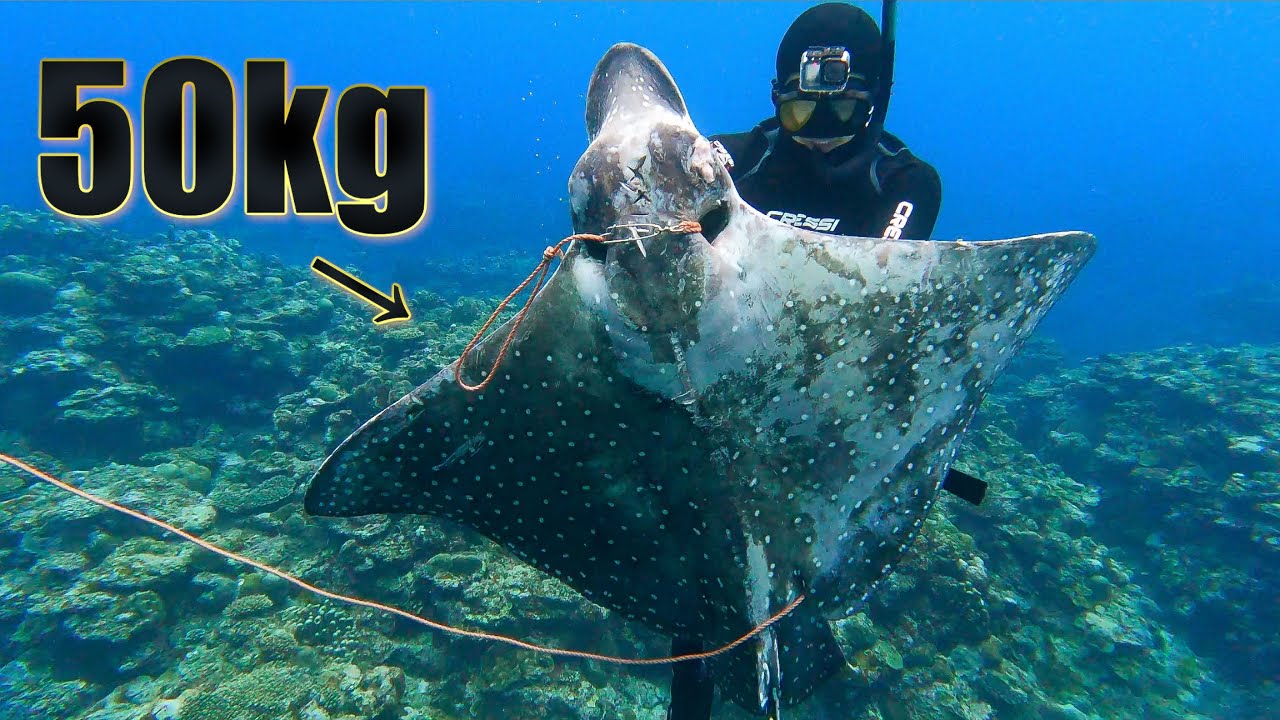 No,12]Life as a Fisherman for a Month: Caught a Monstrous Ray Over