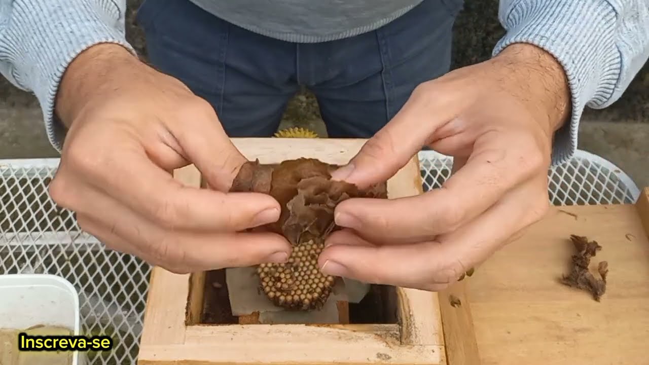 Divisão 1x1  de abelha mandaçaia 