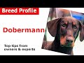 Dobermann Dog Breed Guide の動画、YouTube動画。