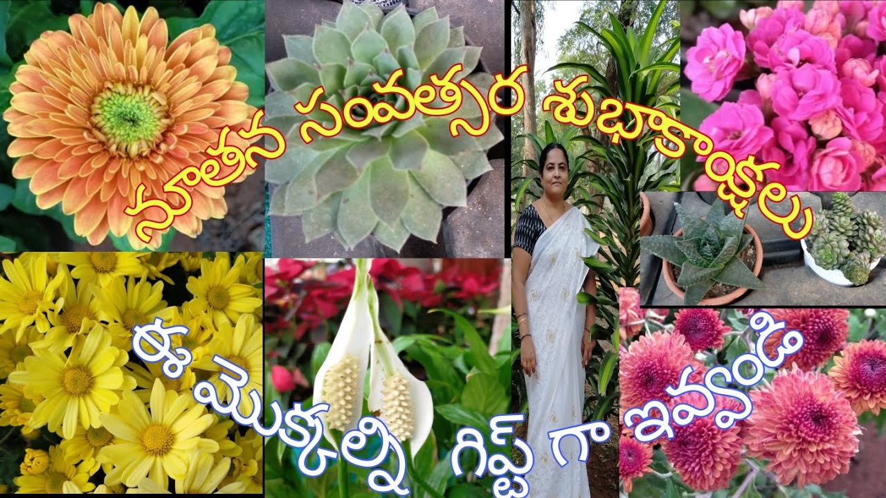 The Best Indoor and Outdoor Plants to give as gifts Buy Cheap plants