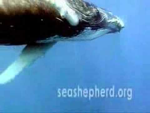 Antarctic Whale Defense video