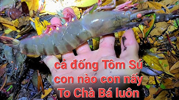 Sáng sớm đổ lú Trúng được ổ Tôm Sú  biển To chà bá luôn - Cvt clip