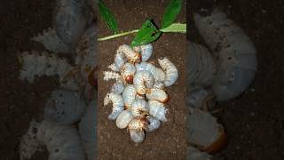 rich people die poor people die funny caterpillar version #shorts