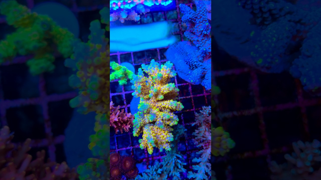 the acropora corals have arrived