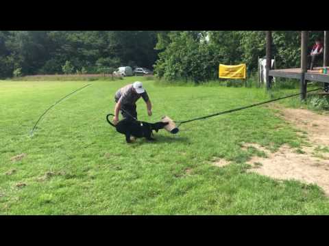 flex pole dog training