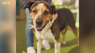 About 200 dogs rescued amid brutal cold and winter storms in San Antonio