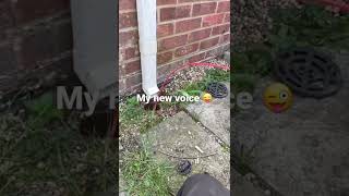 soakaway / drain & damp survey tip