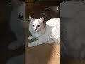 кот