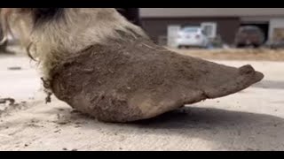 Hoof TRANSFORMATION with HAND FORGED shoe