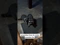 Raccoons are Trash Kings!