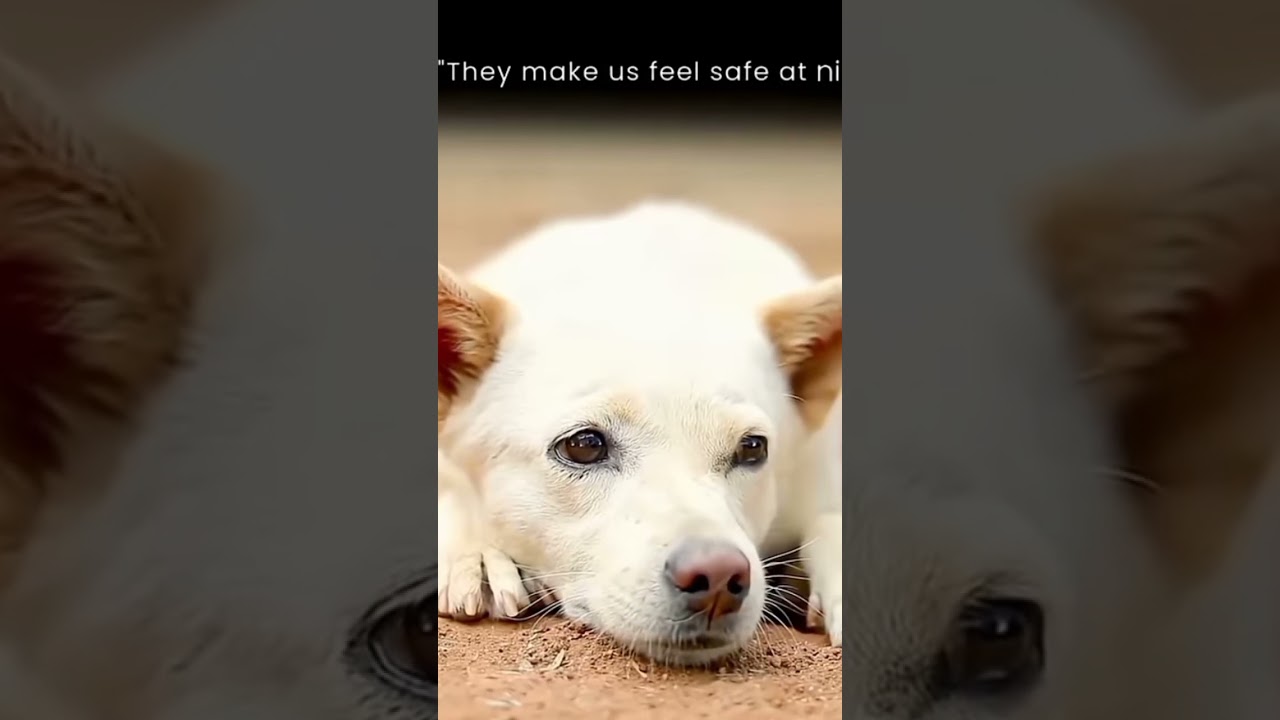 Justice for stray dogs 🐾🐾