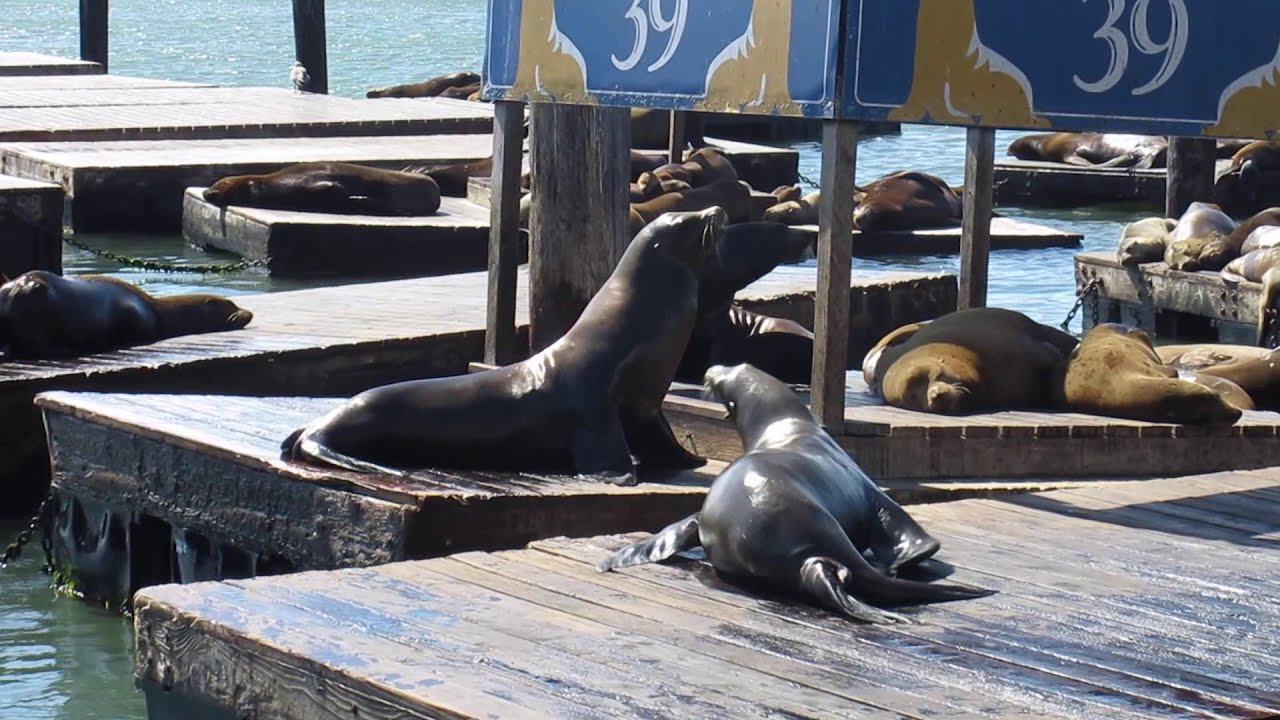 Sea Lions Pier 39 Fisherman's Wharf San Francisco California