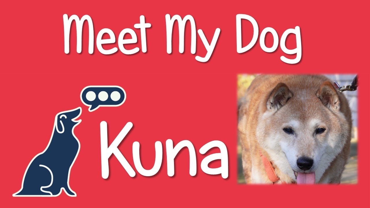 Meet My Dog Kuna YouTube