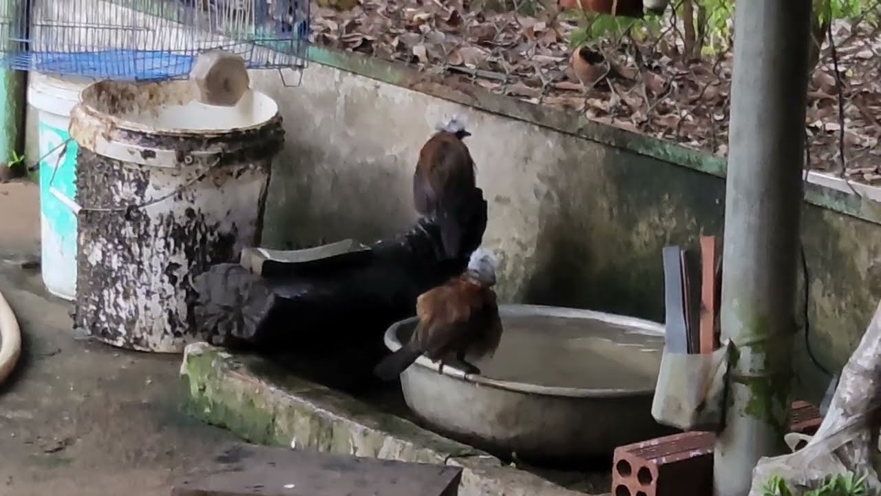 Белоголовый дрозд/Дрессёрф, свободно размножающийся в естественных условиях.