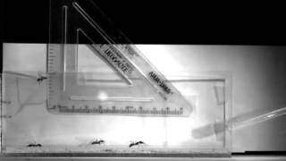 Ballistic Jaw Propulsion of Trap-Jaw Ants