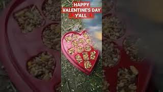 Chicken Celebrate Valentines Day chickens valentinesday