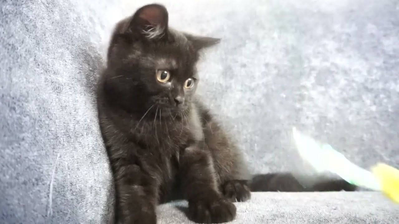 ブリティッシュショートヘア【静岡県・男の子・2022年4月1日・ブラック