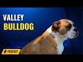 Episode 37: Valley Bulldogs - Thundering Titans Farms