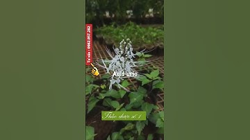 râu mèo chữa sỏi thận #soithan #raumeo #thaoduocso1