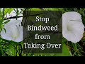 Stop Bindweed from Taking Over