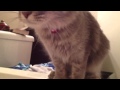 Maine Coon kitten worries about owner in bathtub
