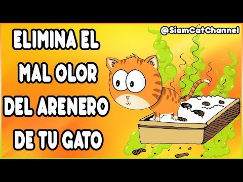 ELIMINA EL MAL OLOR DEL ARENERO DE TU GATO (10 SENCILLOS PASOS) - SiamCatChannel