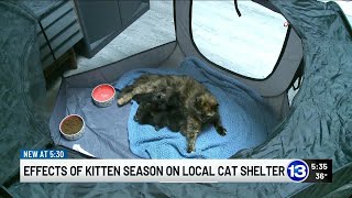 Effects of kitten season on local cat shelter