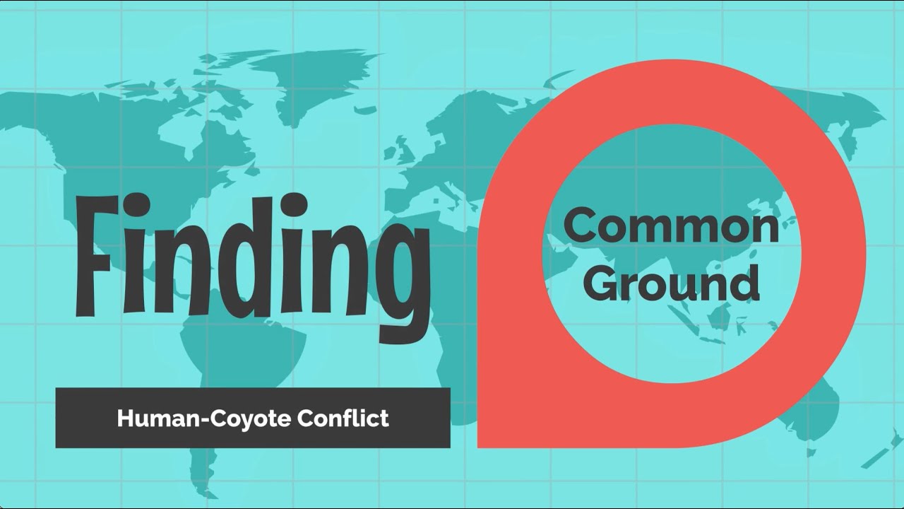 Finding Common Ground: Human Coyote Conflict - YouTube