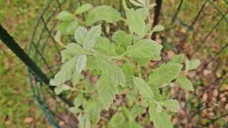 Quercus ithaburensis subsp macrolepis dub taborský šupinatý