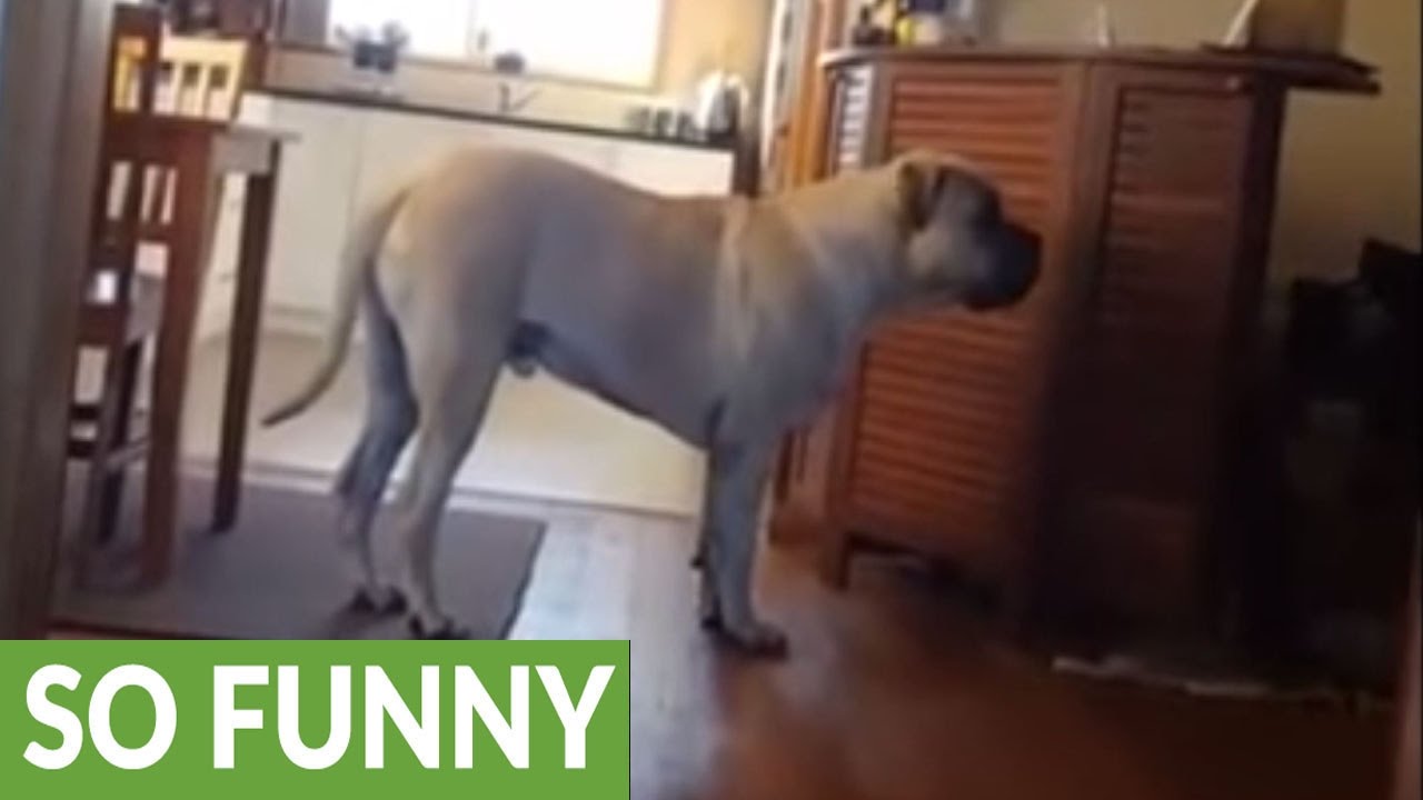 Mastiff watches lions on TV, attempts to make contact YouTube