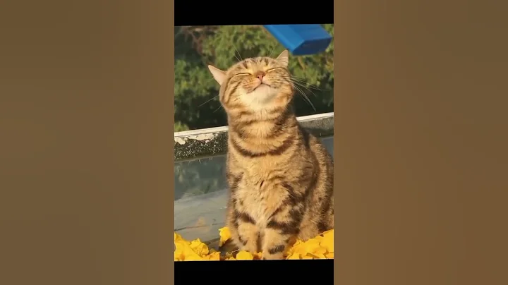 Video 11858541: british shorthair cat enjoying, gorgeous british shorthair, cat meowing, meow cute