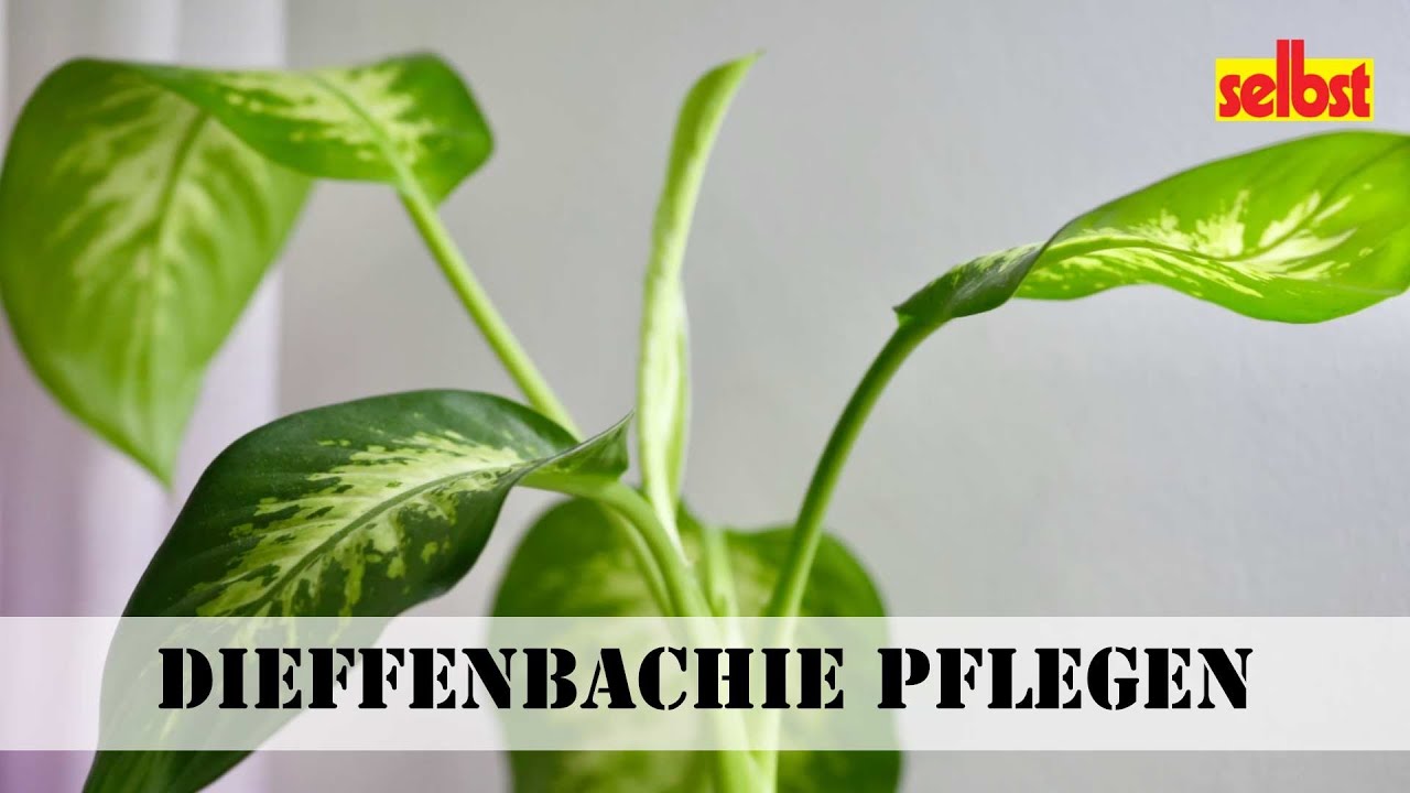 bio saatgut raritäten BIO Saatgut Stangenbohne Blauhilde – Biogartenladen