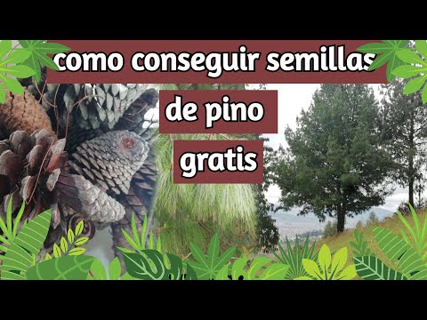 Video: Semillas De Pino (17 Fotos): ¿cómo Cultivar Un árbol A Partir De Semillas En Un Cono En Casa? ¿Cómo Plantar Semillas Correctamente Y Germinarlas En Casa?