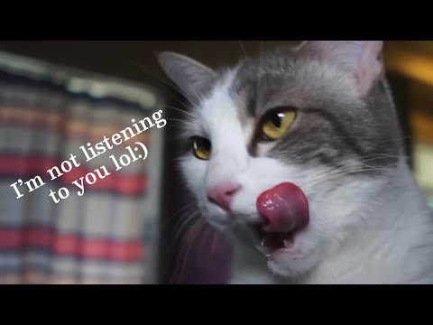 YTP: Random Kitty Learned Absolutely Nothing