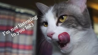 YTP: Random Kitty Learned Absolutely Nothing
