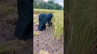 Haye Haye Yeh Majboori Uorfi Javed Shruti Rane Gourov Dasgupta