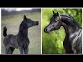 اسعار الخيل في مصر [ اسعار ممتازة ]