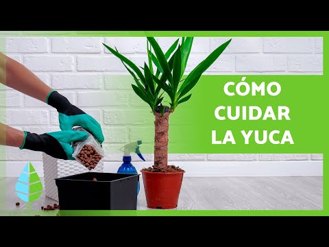 Video: Información sobre la yuca de la jabonera: una guía para cultivar yucas de la jabonera