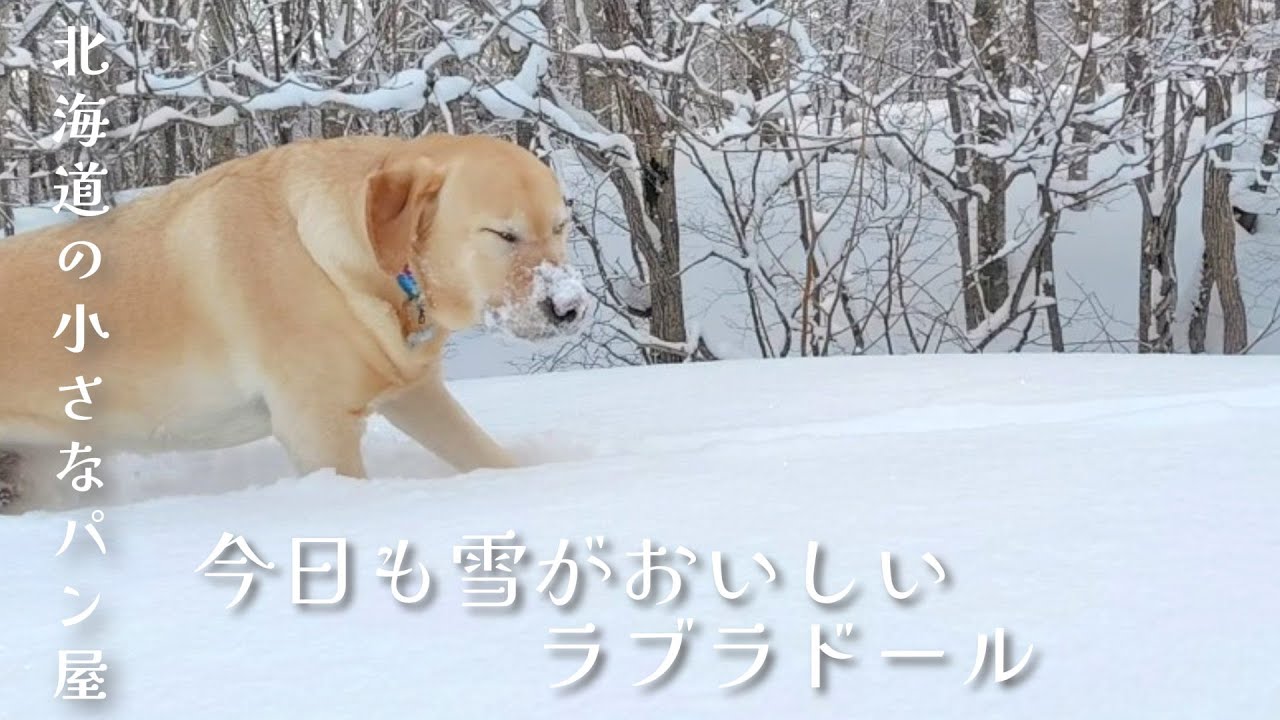 【北海道の小さなパン屋】今日も雪がおいしいラブラドール