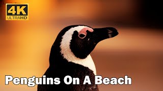 Penguins On A Beach - Wildlife