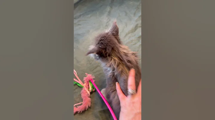 Watch the video about Valerie - Blue with White Maine Coon female kitten available for sale. #mainecoonkittensforsale