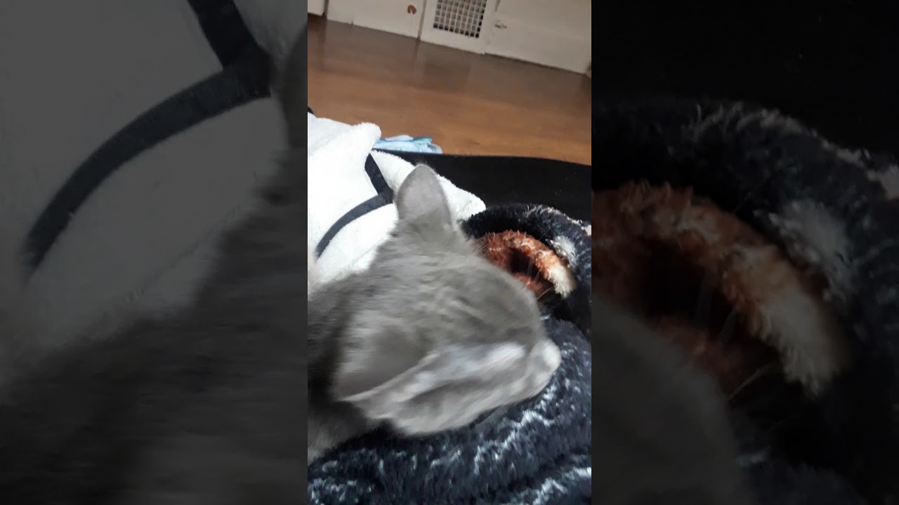 My brother told me upload this XD it's not mine - YouTube