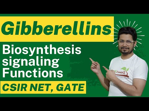 Gibberellin hormone biosynthesis and gibberellin function