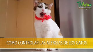 Como Controlar las Alergias de los Gatos TvAgro por Juan Gonzalo Angel Restrepo