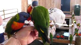 Rainbow Heaven - Lorikeets.AVI