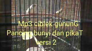 Ciblek gunung pancing bunyi dan pikat